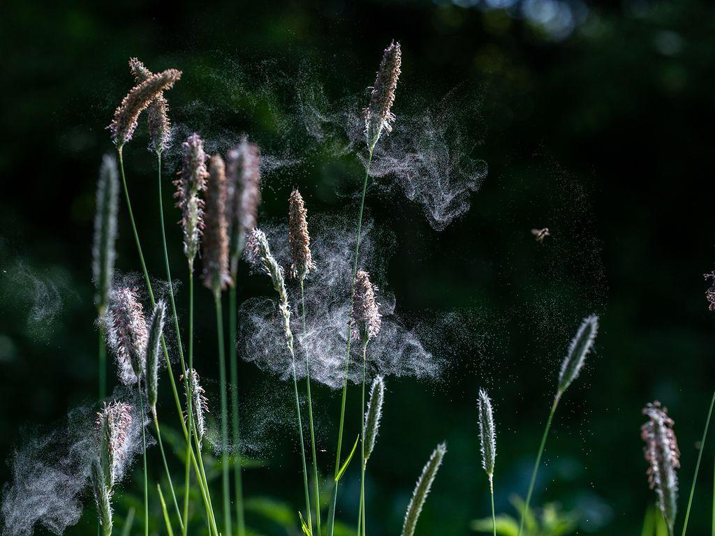 Heuschnupfen: Pollen, die aus Gräsern aufsteigen