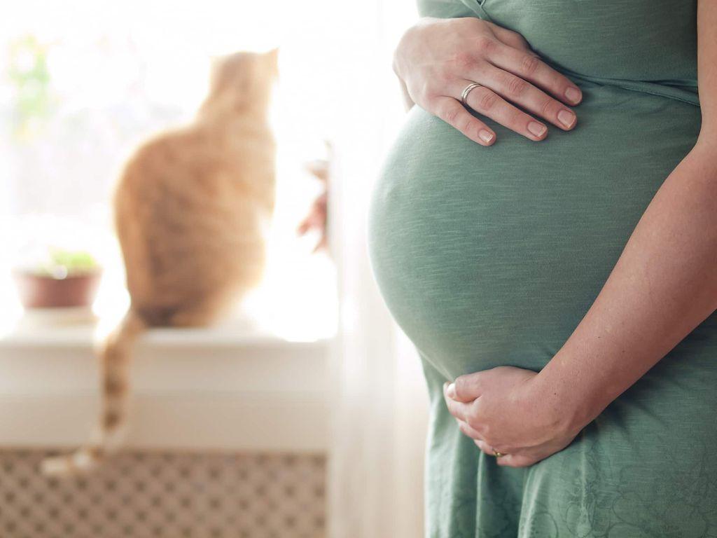 Toxoplasmose-Test: Schwangere hält ihren Bauch. Im Hintergrund sitzt eine Katze auf der Fensterbank.