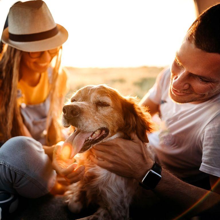 DAK-Mitgliedsantrag: Mann und Frau mit Hund im Auto.