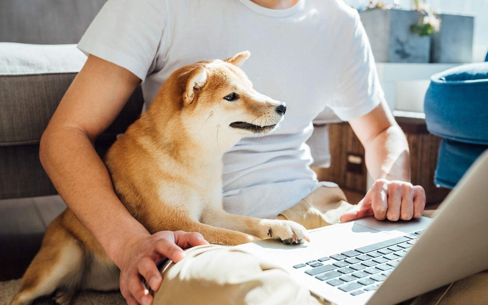 Symbolbild Rechengrößen in der Sozialversicherung: Mann und Hund schauen auf einen PC.