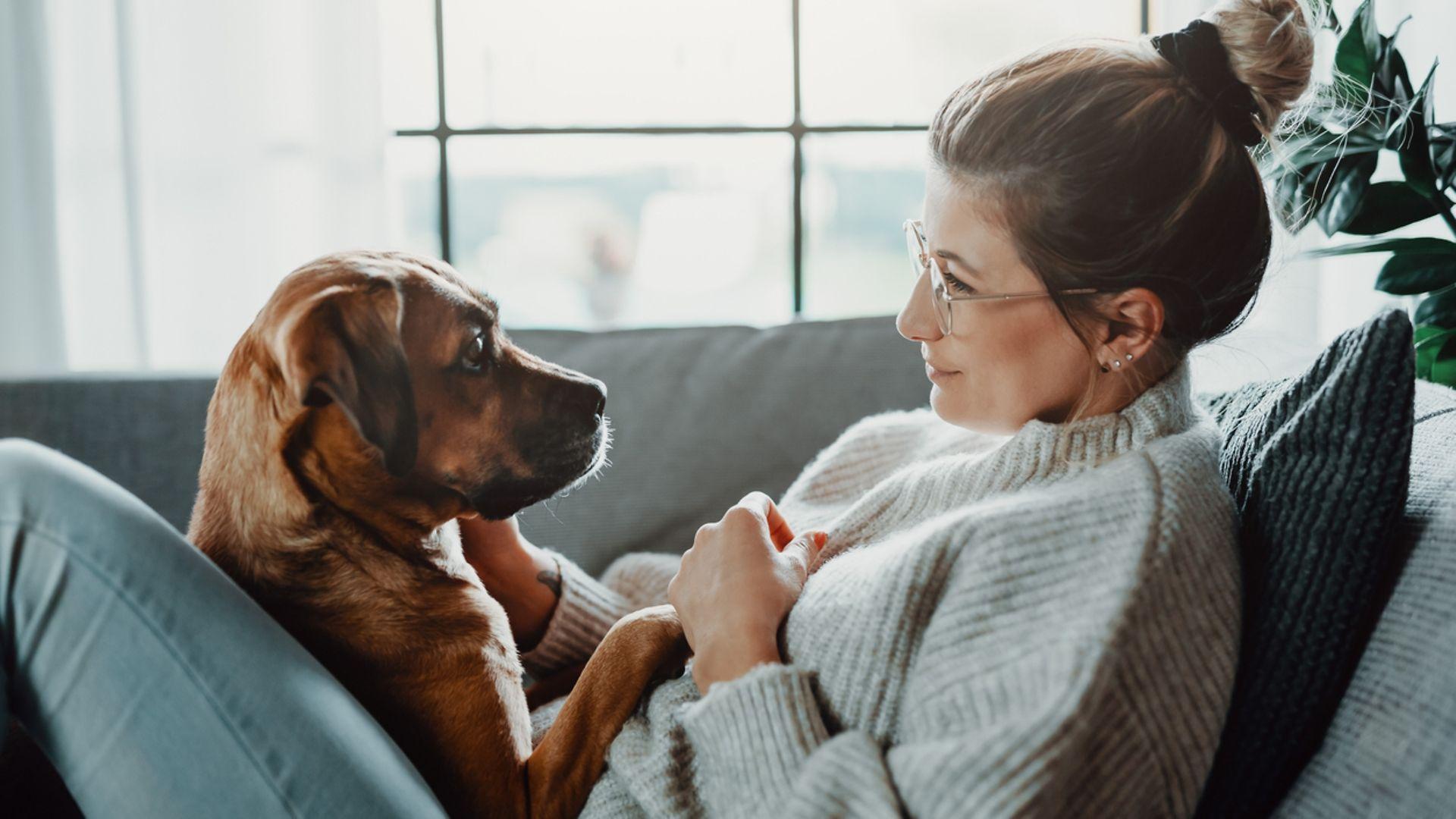 Immer für dich da: ein Hund.