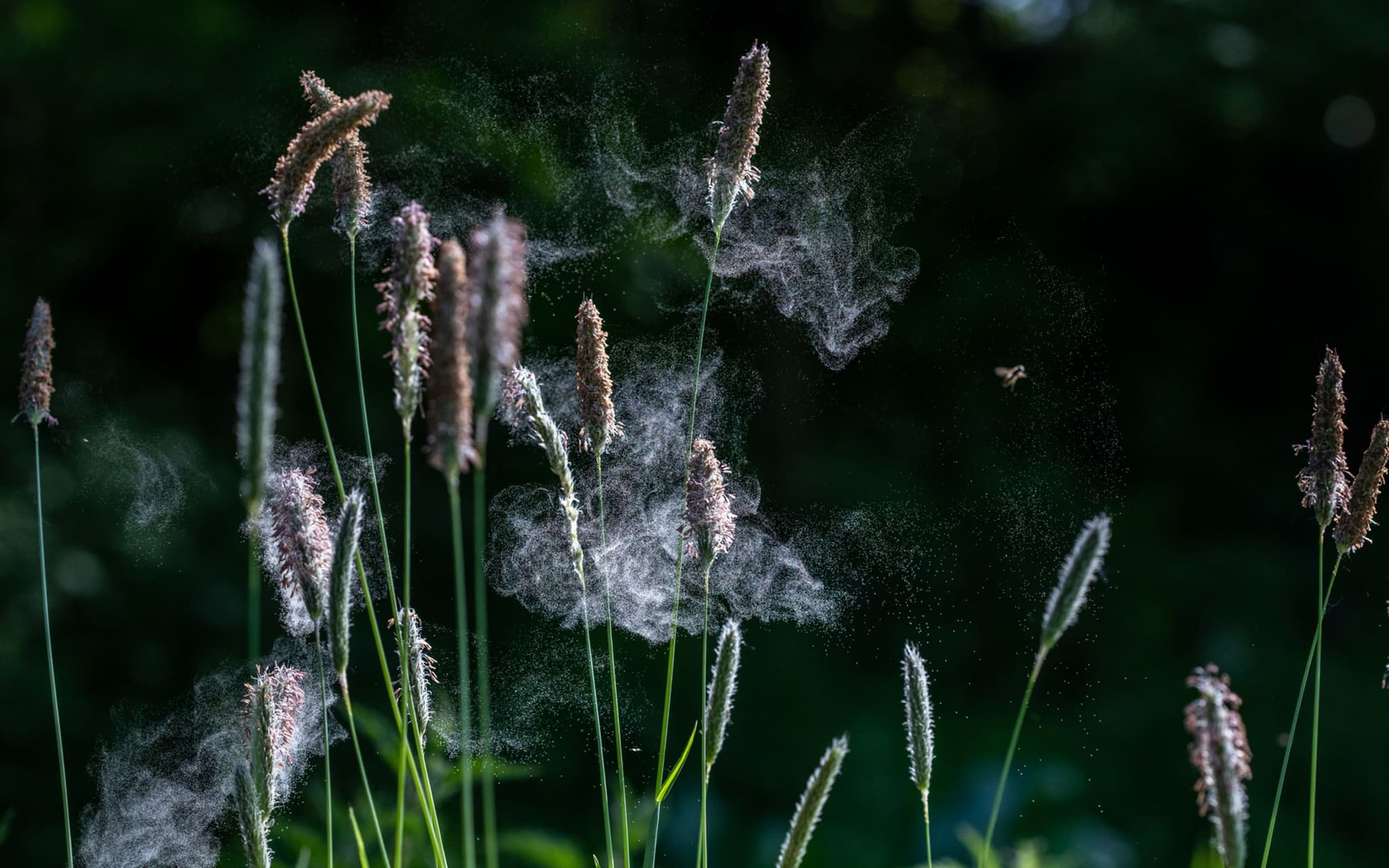 Heuschnupfen: Pollen, die aus Gräsern aufsteigen