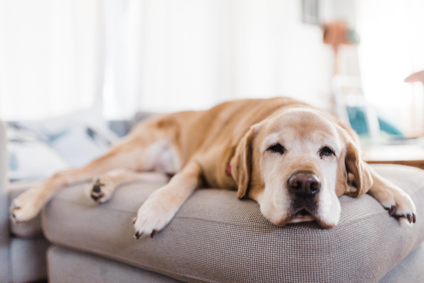 Mentale Müdigkeit: Ein Labrador liegt auf der Couch und döst